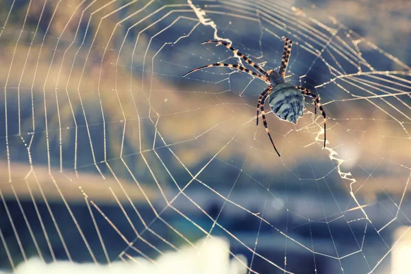 Argiope蜘蛛在阳光灿烂的日子里在室外旋转蜘蛛网 — 图库照片
