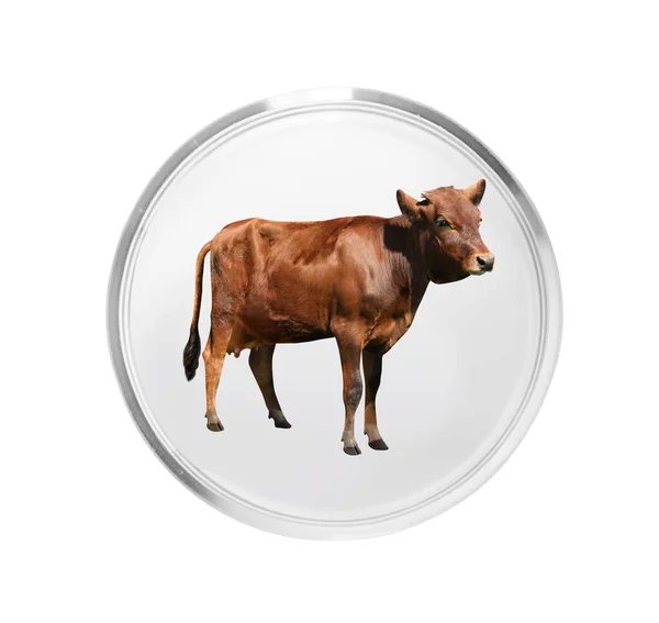 Small Cow Petri Dish White Background Cultured Meat Concept — Stock Photo, Image