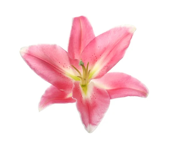 Beautiful Pink Lily Flower Isolated White — Stock Photo, Image