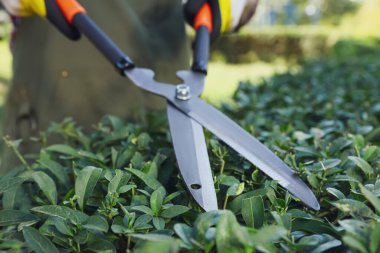 Yeşil çalıları buduyor, yakın plan. Bahçe zamanı.