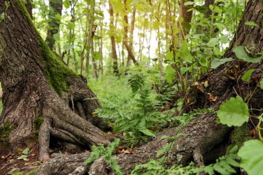 Ormandaki ağaçların arasında yetişen yeşil eğrelti otu