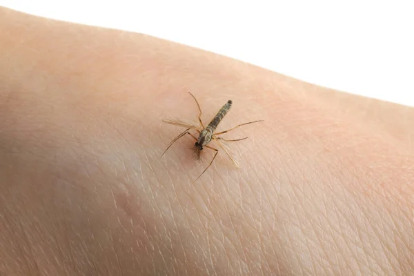 Mosquito Piel Del Ser Humano Sobre Fondo Blanco Primer Plano — Foto de Stock