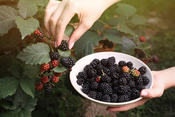 Woman Gathering Ripe Blackberries Bowl Garden Closeup — Stock Photo, Image