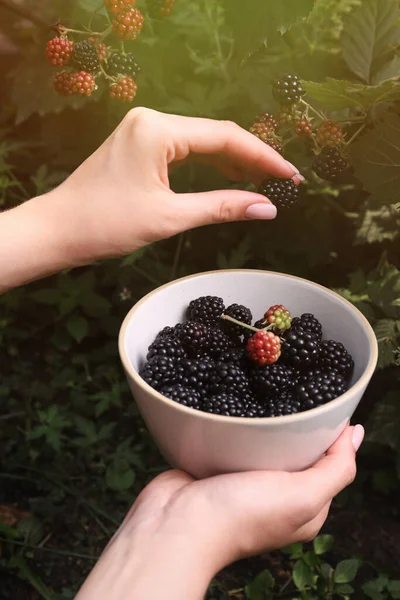 Vrouw Verzamelen Rijpe Bramen Kom Tuin Closeup — Stockfoto