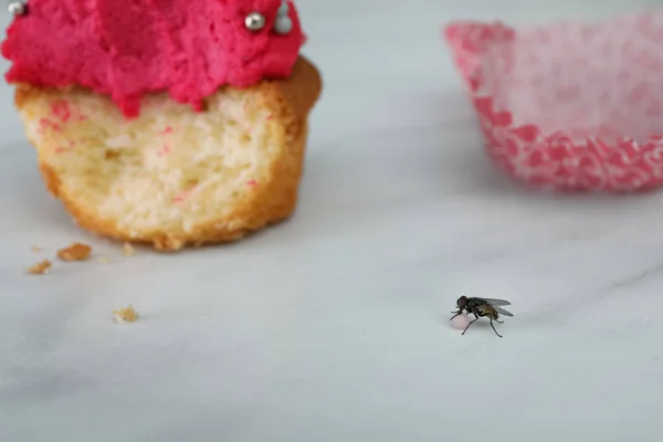 Mouche Manger Décoration Cupcake Sur Table Blanche — Photo