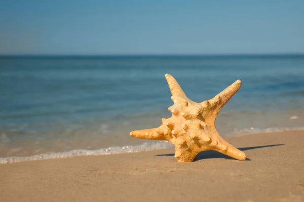 Beautiful Sea Star Sand Beach Space Text — Stock Photo, Image