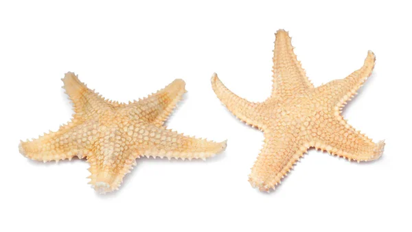 Hermosas Estrellas Mar Sobre Fondo Blanco Collage — Foto de Stock