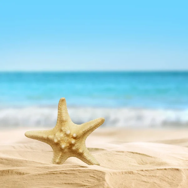 Beautiful Sea Star Sandy Beach Ocean — Stock Photo, Image
