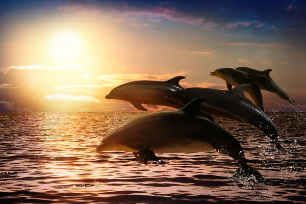 Beautiful Bottlenose Dolphins Jumping Out Sea Sunset Stock Photo