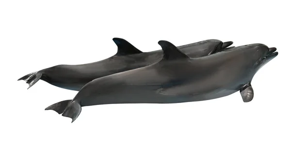 배경에 아름다운 병코돌고래 — 스톡 사진