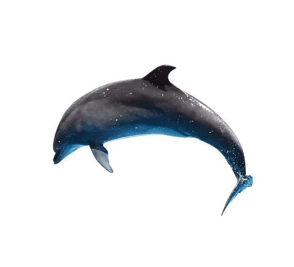 Hermoso Delfín Mular Gris Sobre Fondo Blanco —  Fotos de Stock
