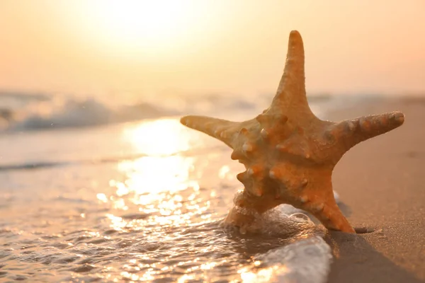 Beautiful Sea Star Sunlit Sand Sunset Space Text — Stock Photo, Image