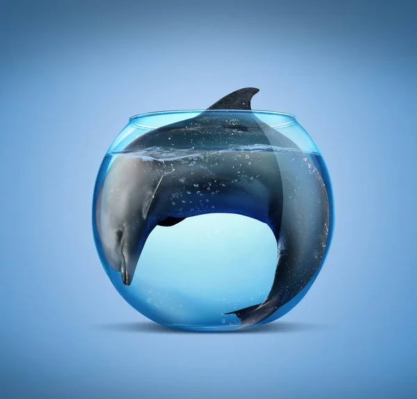 Golfinho Aquário Vidro Sobre Fundo Azul Claro Campanha Cativeiro — Fotografia de Stock