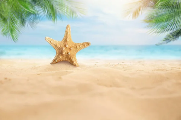 Hermosa Estrella Del Mar Playa Arena Espacio Para Texto — Foto de Stock