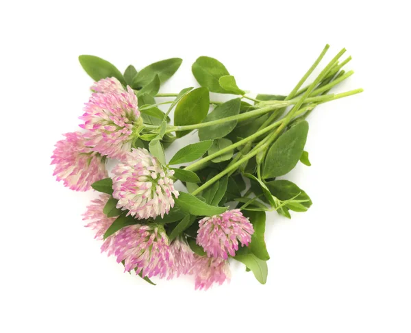 Vacker Blommande Klöver Blommor Vit Bakgrund — Stockfoto