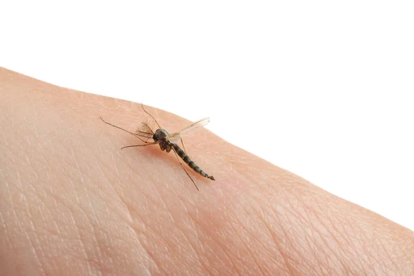 Mosquito Piel Del Ser Humano Sobre Fondo Blanco Primer Plano — Foto de Stock