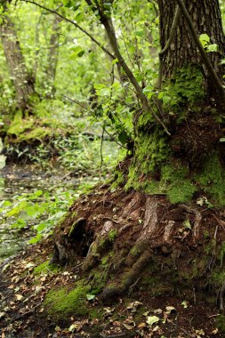 Yeşil orman. Topraktan görünen ağaç kökleri