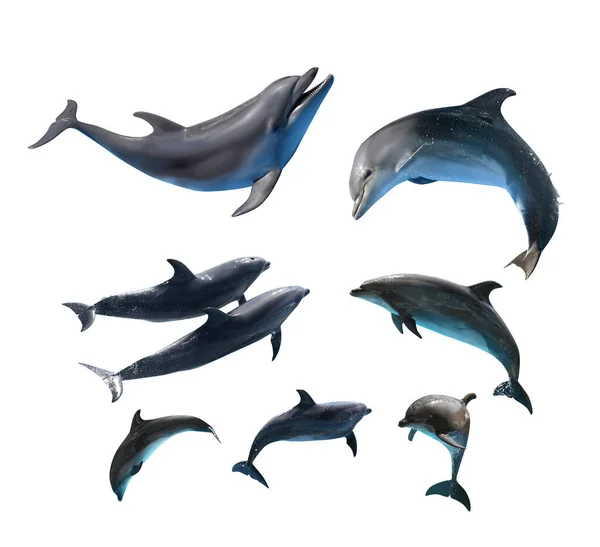 Hermosos Delfines Mulares Grises Sobre Fondo Blanco Collage — Foto de Stock