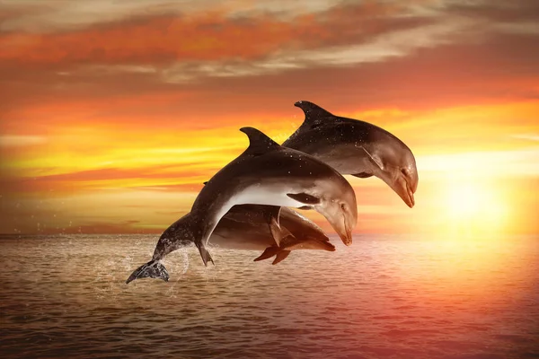 Bonitos Golfinhos Engarrafados Saltando Mar Pôr Sol — Fotografia de Stock