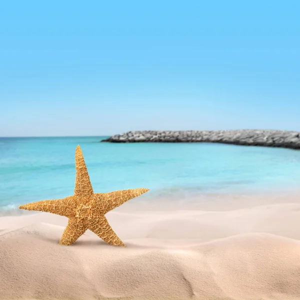 Hermosa Estrella Del Mar Playa Arena Espacio Para Texto — Foto de Stock