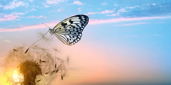 Schöner Schmetterling Und Zarter Flauschiger Löwenzahn Bei Sonnenuntergang Banner Design — Stockfoto