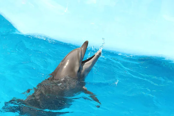Дельфін Плаває Басейні Морського Ссавців — стокове фото