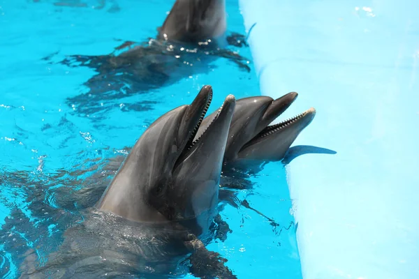 Дельфіни Плавають Басейні Морському Ссавців — стокове фото