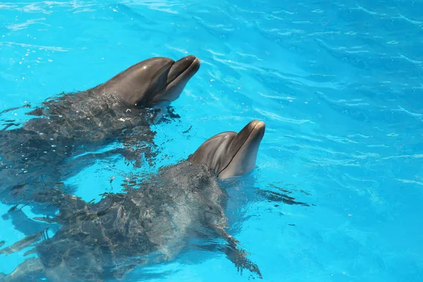 Les Dauphins Nagent Dans Piscine Parc Des Mammifères Marins — Photo