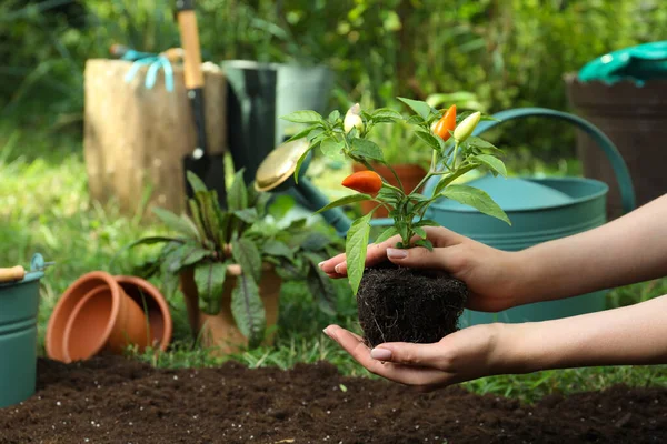 Mujer Sosteniendo Planta Pimienta Sobre Suelo Jardín Primer Plano Espacio —  Fotos de Stock