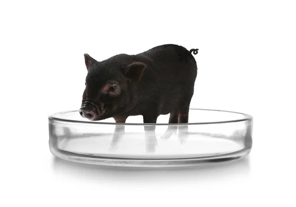 白い背景にペトリ皿の小さな豚 培養肉の概念 — ストック写真
