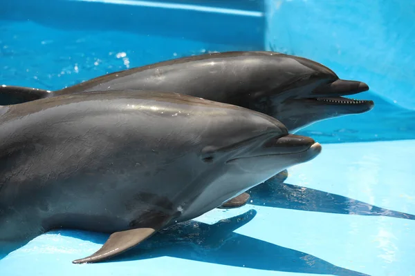 Дельфіни Морському Парку Ссавців Сонячний День — стокове фото