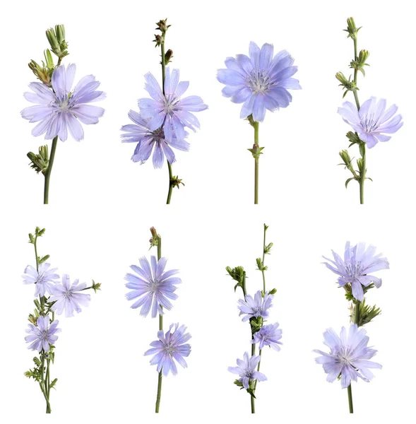 Schöne Zarte Chicorée Blüten Auf Weißem Hintergrund Collage — Stockfoto