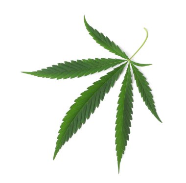 Beyaz zemin üzerinde taze yeşil kenevir yaprağı, üst görünüm