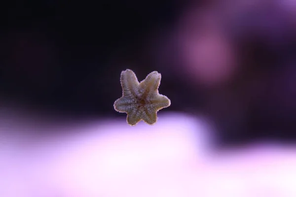 Schöner Kleiner Seestern Auf Aquarienglas Nahaufnahme — Stockfoto