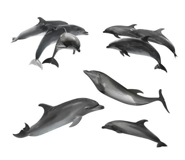 Bonito Golfinhos Engarrafamento Cinza Fundo Branco Colagem — Fotografia de Stock
