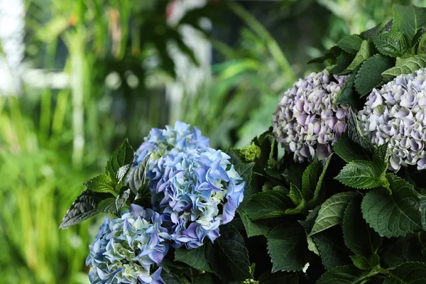 Bonita Planta Hortensia Com Flores Leves Livre Close — Fotografia de Stock