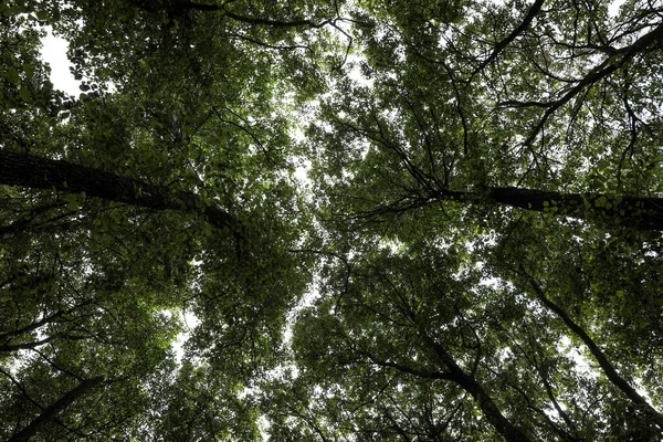Stromy Zelenými Listy Lese Pohled Zdola — Stock fotografie