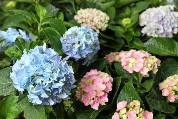 Bonitas Plantas Hortensia Com Flores Coloridas Livre — Fotografia de Stock