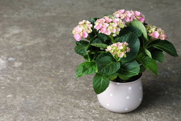 Bela Planta Hortensia Florescendo Vaso Fundo Pedra Cinza Espaço Para — Fotografia de Stock