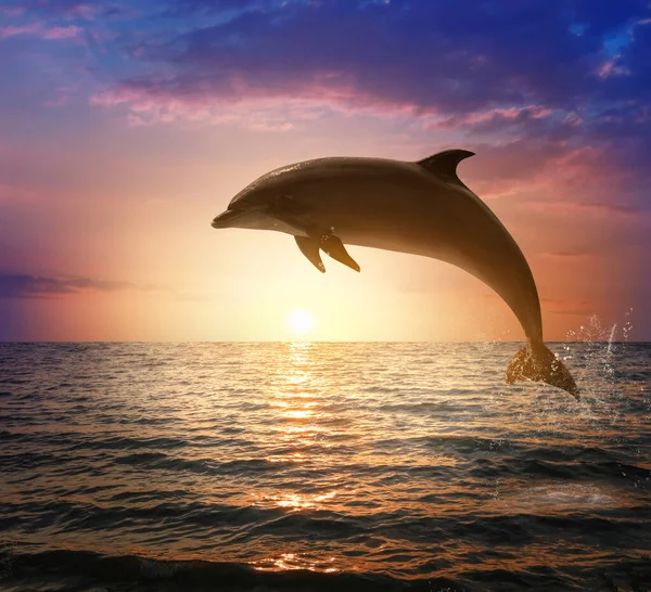 Bonito Golfinho Gargalo Saltando Mar Pôr Sol — Fotografia de Stock