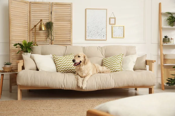 Liebenswerter Golden Retriever Hund Auf Sofa Wohnzimmer — Stockfoto
