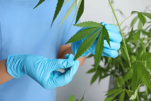 Läkare Nära Färsk Hampa Växt Vit Bakgrund Närbild Medicinsk Cannabis — Stockfoto