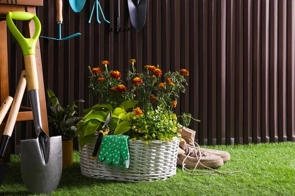 Belles Plantes Outils Jardinage Accessoires Sur Herbe Verte Près Mur — Photo