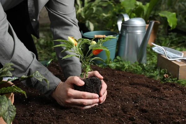 Hombre Trasplante Planta Pimienta Suelo Jardín Primer Plano Espacio Para — Foto de Stock