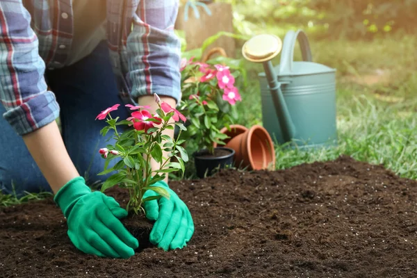 Mujer Transplantando Hermosa Flor Vinca Rosa Suelo Jardín Primer Plano — Foto de Stock