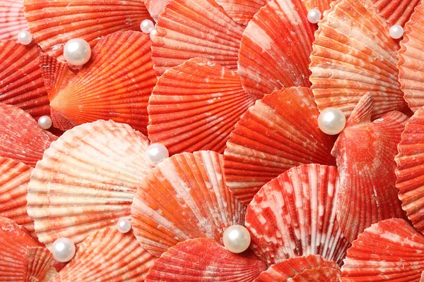 Beautiful Pearls Seashells Background Closeup — Stock Photo, Image