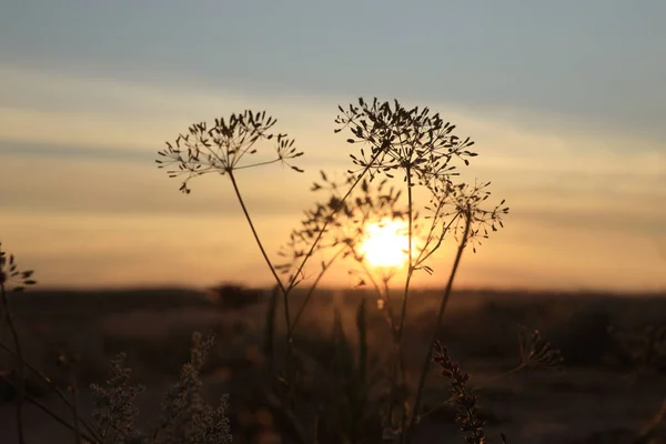 Полевые Цветы Поле Рассвете Ранним Утром Пейзаж — стоковое фото