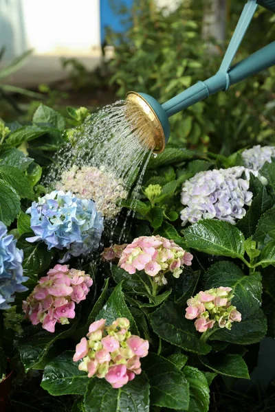 Mengairi Indah Hortensia Mekar Tanaman Taman — Stok Foto