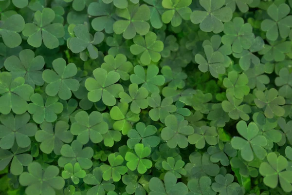 Horní Pohled Krásné Zelené Jetelové Listy — Stock fotografie