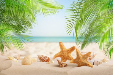 Kumsalda güzel deniz yıldızları ve deniz kabukları 